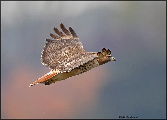_1SB8349 red-tailed hawk.jpg